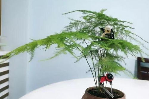 “龙血树黄叶救星！告别落叶，焕活绿意！”