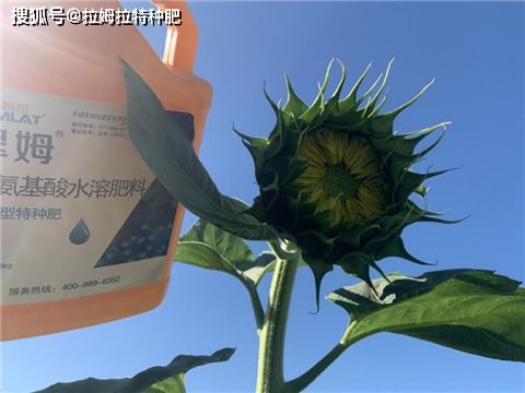 向日葵种植：除草剂的选择
