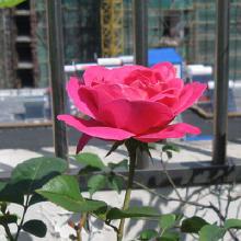 粉和平月季， 美得让人心醉