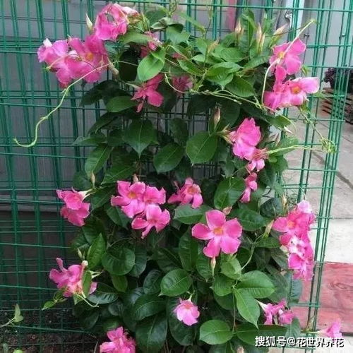 浇水有讲究，就像喝水要适量一样