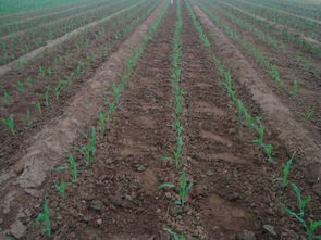 谷子苗前除草的时机