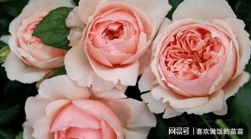 月季花色变化与稀有名贵品种