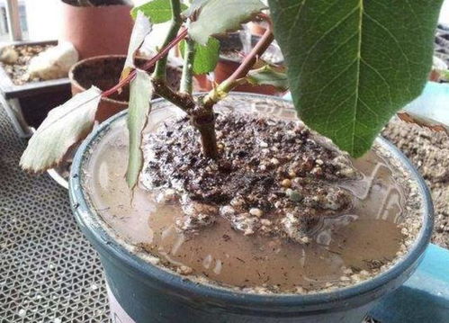 如何判断果皮是否可依浇花？