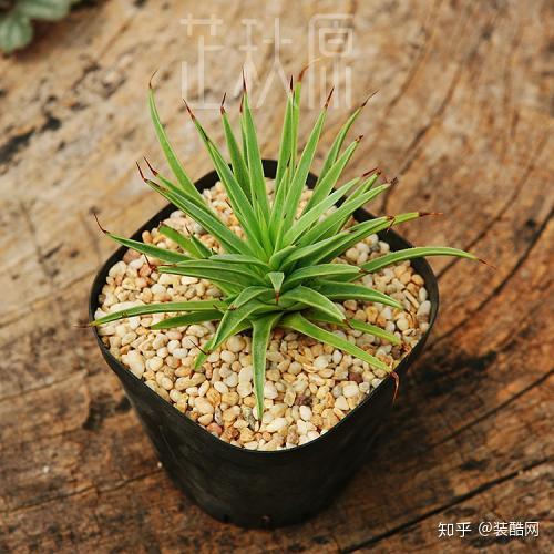 云南的粮食作物