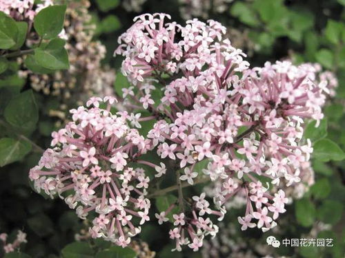 丁香：小家碧玉， 清新脱俗，让人陶醉