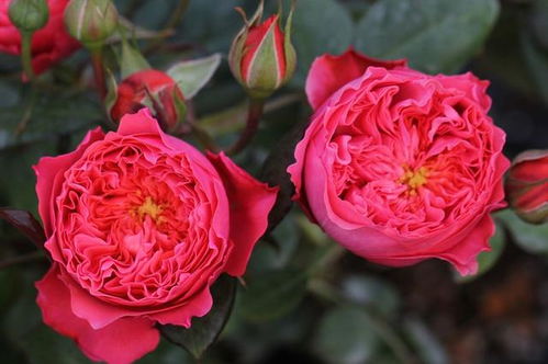 优点多多，你喜欢吗？