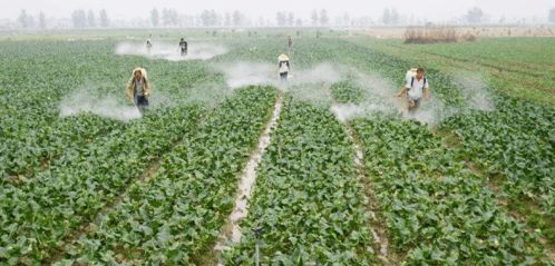 黄瓜长斑怎么治小秘诀？