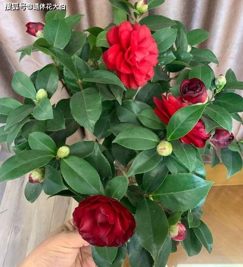 茶花的生长与开花