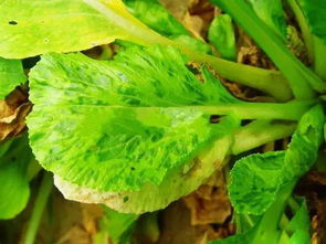 油菜生病了急死我了三环唑到底咋样呢？