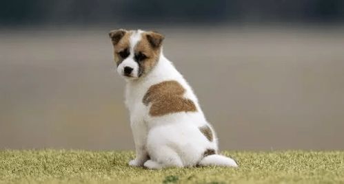 狗狗的敏感嗅觉