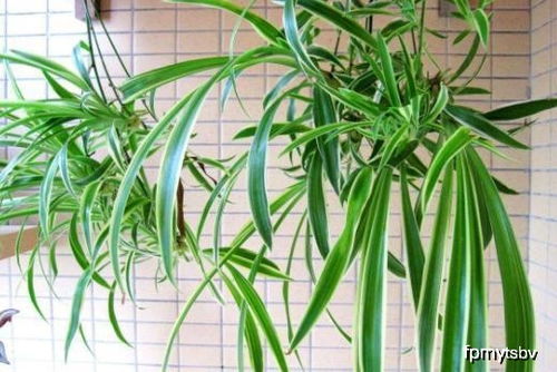 吊竹梅怎么种植才能枝繁叶茂？