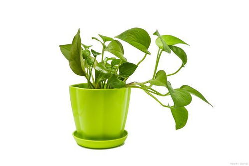 夏季花卉保鲜技巧大公开：让您的绿植生机勃勃！