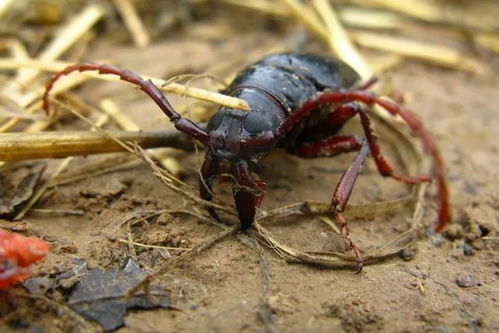 噻虫嗪颗粒灌根对天牛幼虫有杀灭效果吗？能否彻底杀死天牛幼虫？