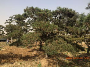 黑松树价格之谜：揭秘不同规格与品质的差异