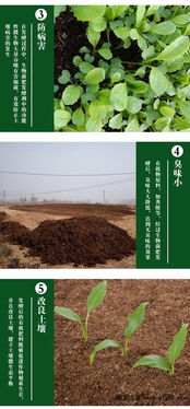 兔粪富含氮、磷、钾等元素，是优质的有机肥料