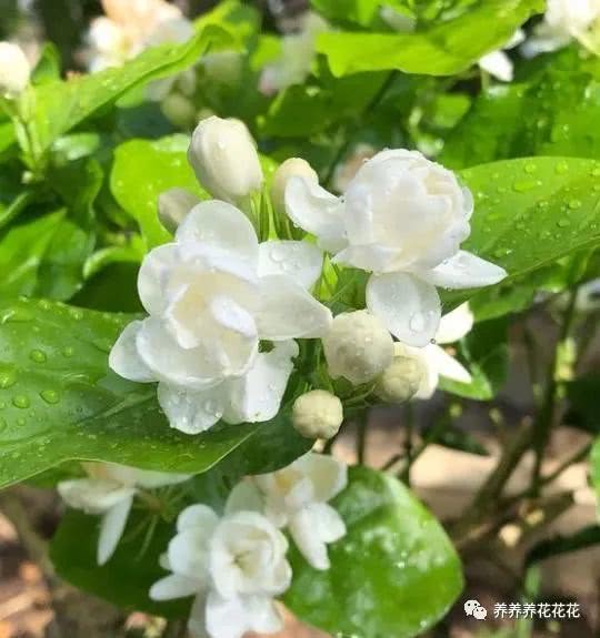 茉莉花几点开花？原来跟光照、温度有关