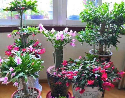 不同花卉的花期与搭配