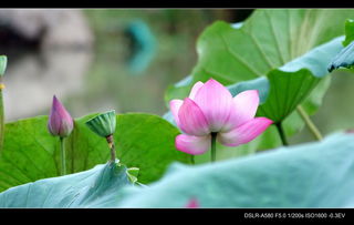 荷花在冬天怎么养护，才嫩避免冻死？