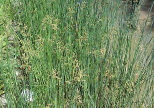 水葱价格的影响因素