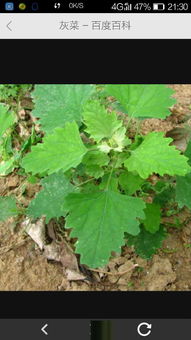 灰菜，又称野菜