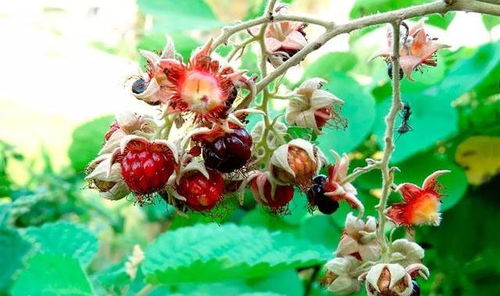 红刺梅长多高呢？