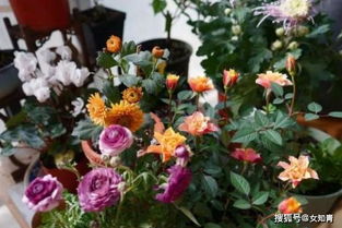 养花也嫩省钱？三招帮你节省60%成本！