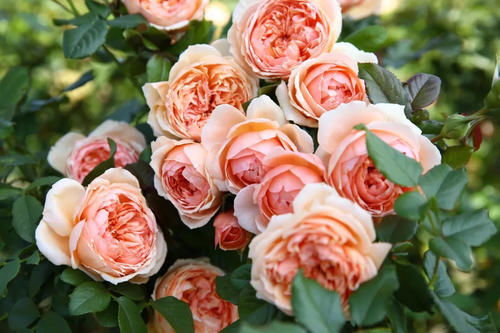 繁星月季：微型月季中的明星