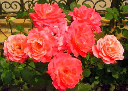 施肥， 月季的养分补给站