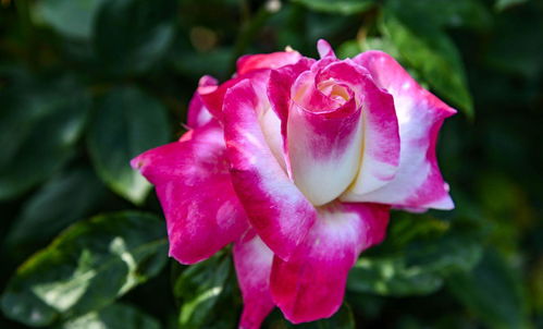 月季花开花啦！说说苔原欢腾月季的花期和种植时机