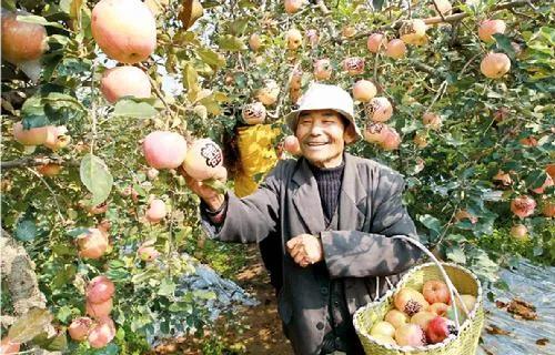 果树增甜最有效的方法是什么？有没有什么快速增甜的秘诀？