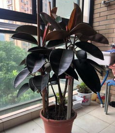 观叶植物适合使用哪种肥料？有没有推荐适合观叶植物的营养肥料