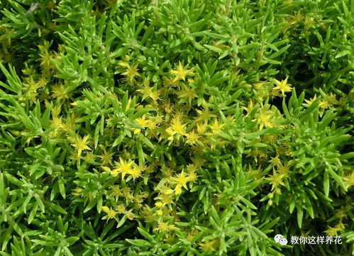 景天科景天属多肉植物