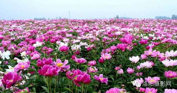 花海与村庄， 构成绝美画卷