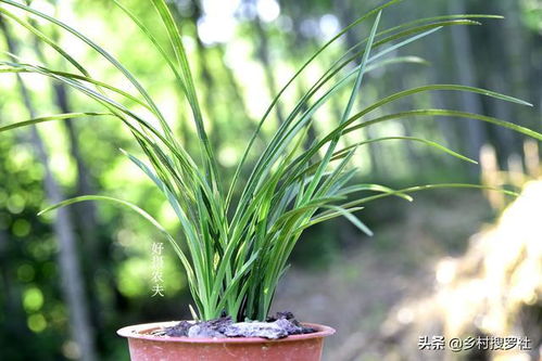 土壤， 那可是关键