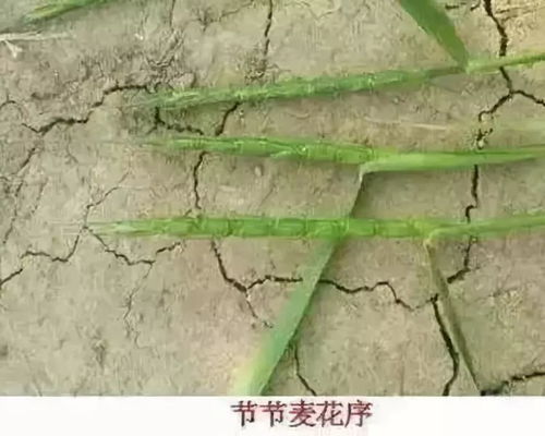 注意用药量
