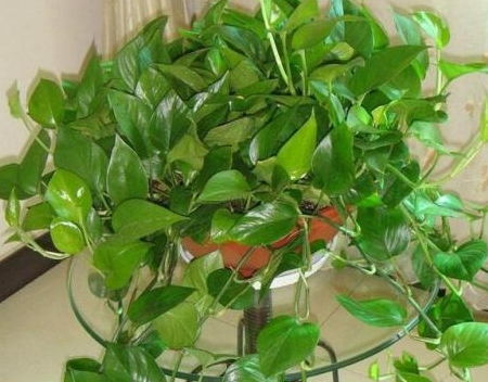 水培芦荟冬天怎么养殖？室内光照不足怎么办