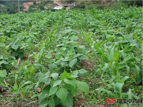 《北方果树栽培手册》揭秘：温度是关键