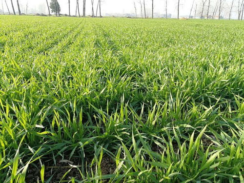 小麦除草剂与芸苔素：它们真的是同一种成分吗？