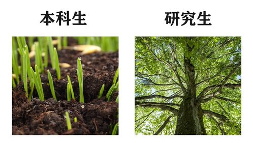 不同平台， 不同选择：蓖麻种子供应商大盘点