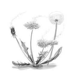 蒲公英虽好，吃也有禁忌