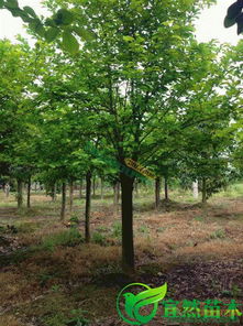 红玉兰，美丽与价值的结合