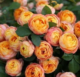 缺点：花瓣薄， 容易受雨水影响