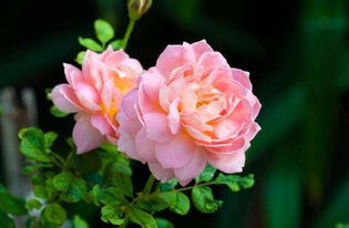 秋季修剪，调整株型