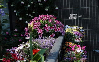 松果菊：乌鲁木齐刘婶的楼顶， 零下20℃冻不死