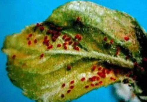 红蜘蛛的烦恼，果园蔬菜的噩梦