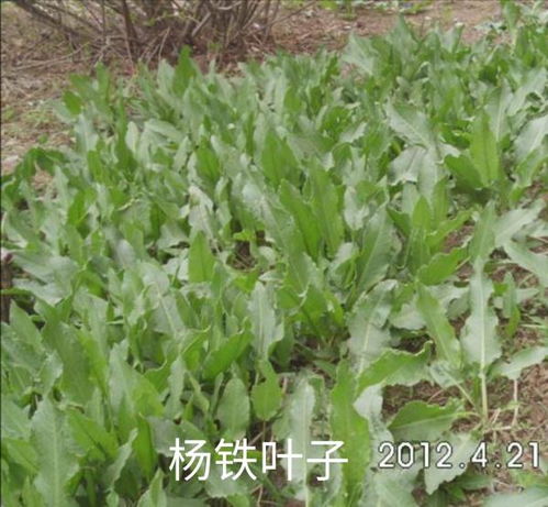 车前草：南北差异之谜