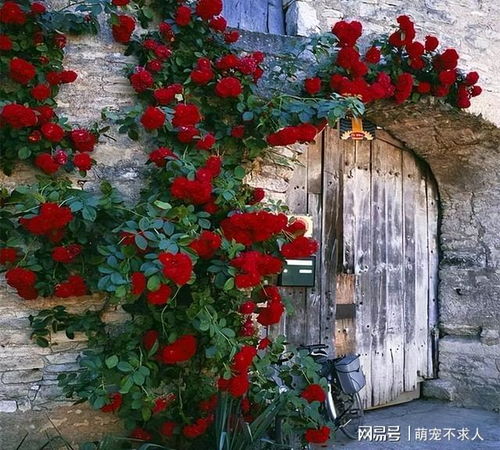 花卉研究所说：了解花期， 降低成本