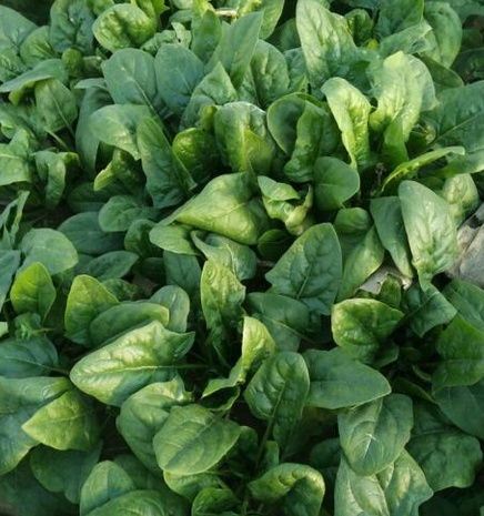 国庆前后哪些蔬菜Neng种植？