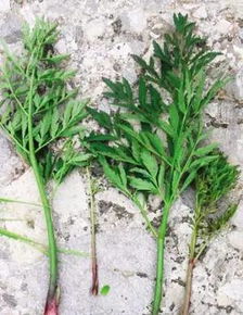 辨别真假苍耳子秧苗的秘诀