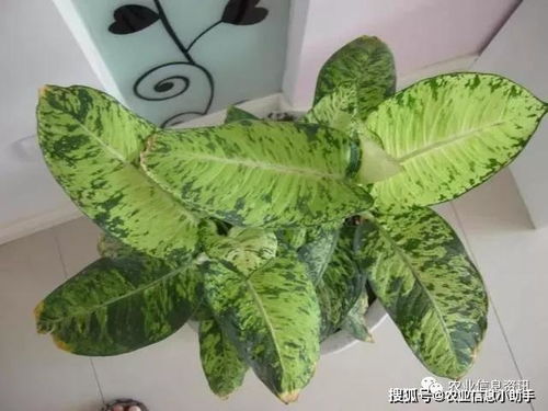 花苞变黄的原因